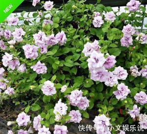 施肥|家里养了4种花，夏天也别忘了施肥，不然花香淡开花少