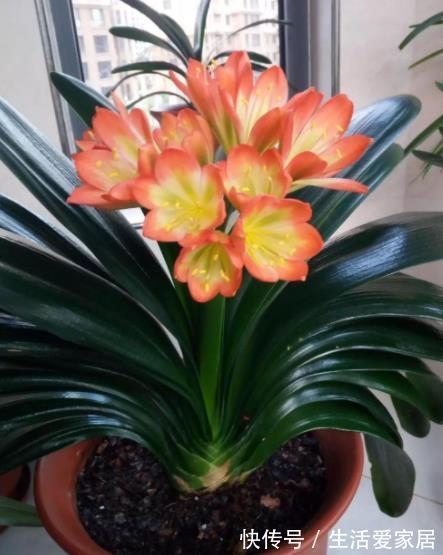家里常见的“小东西”,在花盆里掺一把,君子兰叶片肥厚开花更多