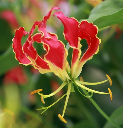 喜欢养花,不如养盆“珍稀花卉”嘉兰,如燃烧的火焰,艳丽而高雅