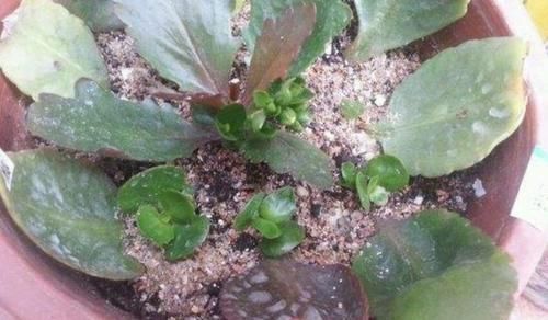 家里养4种花,只用叶子就能插活,方法也简单