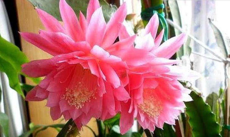 浇水|漂亮又好养的“4种花”，比玫瑰好看，天气越热，开花越漂亮