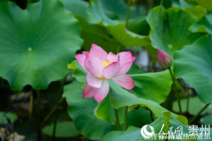 贵阳|贵阳白云：荷花盛开引客来