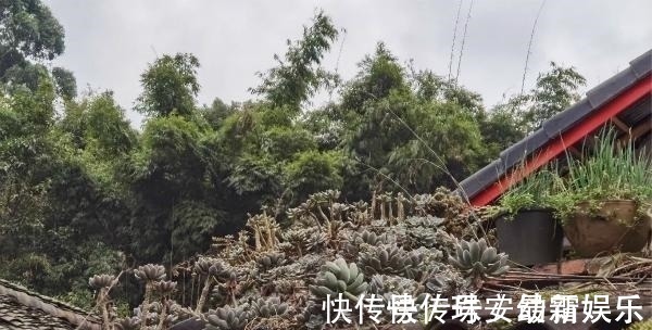 宝石花|这里的多肉不要钱,长在房顶瓦缝里,还是漂亮大老桩