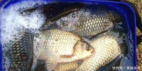 鱼类|钓鲫鱼为何不出现“钝口”难道是钓钝了