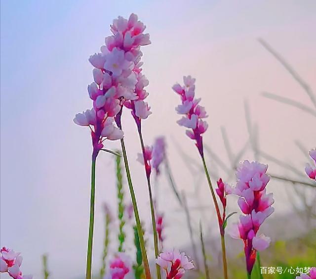 春江花月!因柔心绪南风至,春江花月不言离