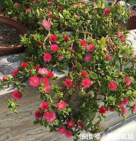 家里养花就养它,扔个枝条就生芽,长出大盆的菜,开出满满的花