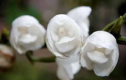 石斛兰|最全的兰花大鉴赏,看看你都见过几种兰花!