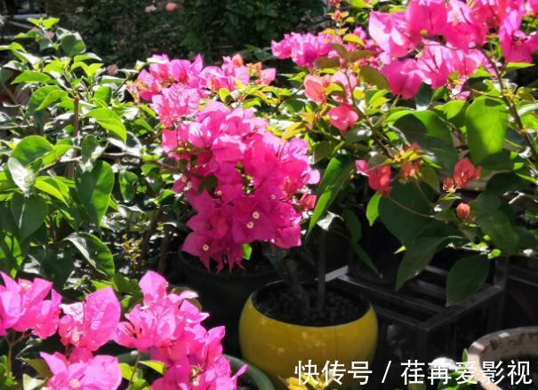 秋季盆栽三角梅,该如何保证枝干顺利开花?做到此4点就够了