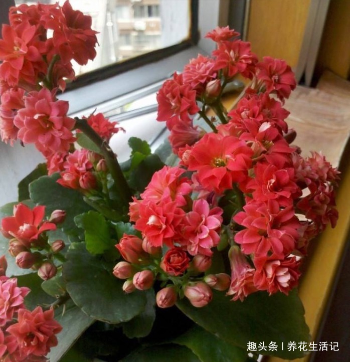 长寿花“花期”过后，需要及时这么做，来年开花旺盛艳丽！
