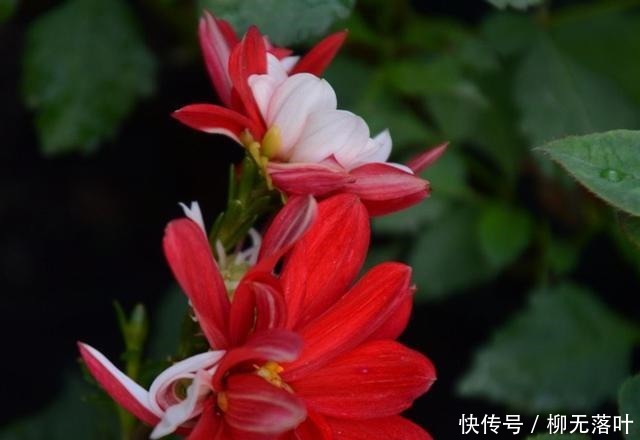 花友有10种花，个头很漂亮，名字却是土掉渣的，差点错过