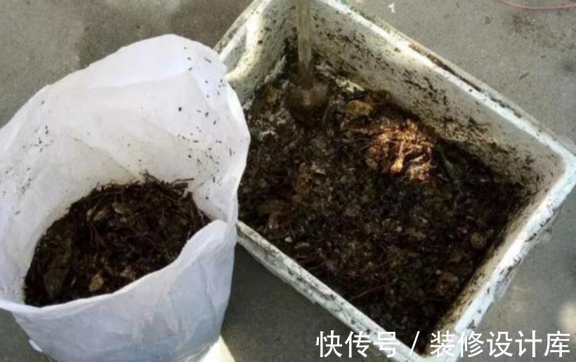 养花“法宝”松针该怎么用?单独使,加工后用,谨记这些准没错