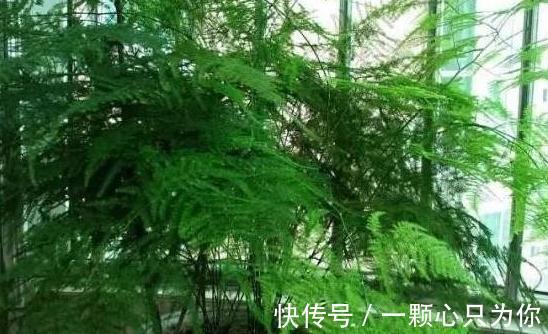 家里的文竹此样做,1盆轻松变10盆,枝叶繁茂观赏性高