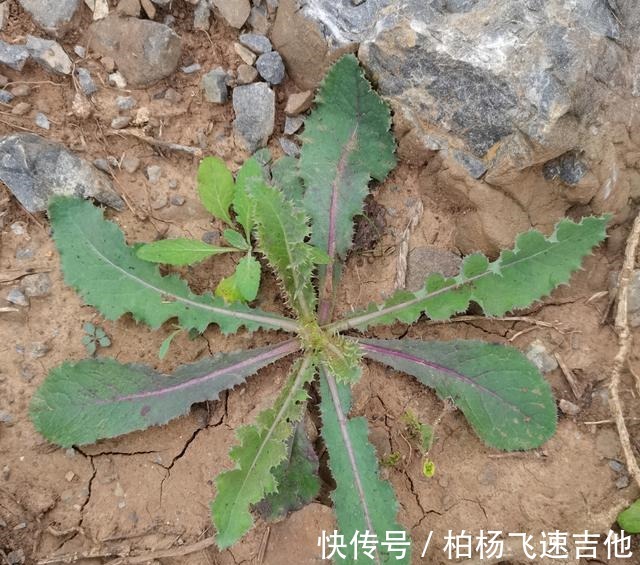 兰陵|临沂兰陵管这些野菜这样叫，不知道各地都一样吗！
