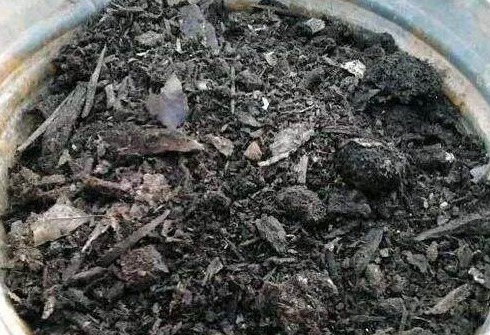 “小东西”扔盆里，盆栽都疯长，10年不施肥也能叶绿、根壮、花大