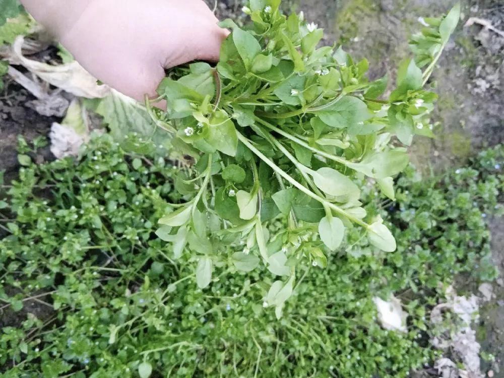 野生植物|生长在农田里，常被农民当杂草除掉，殊不知是极品野菜，含钙很高