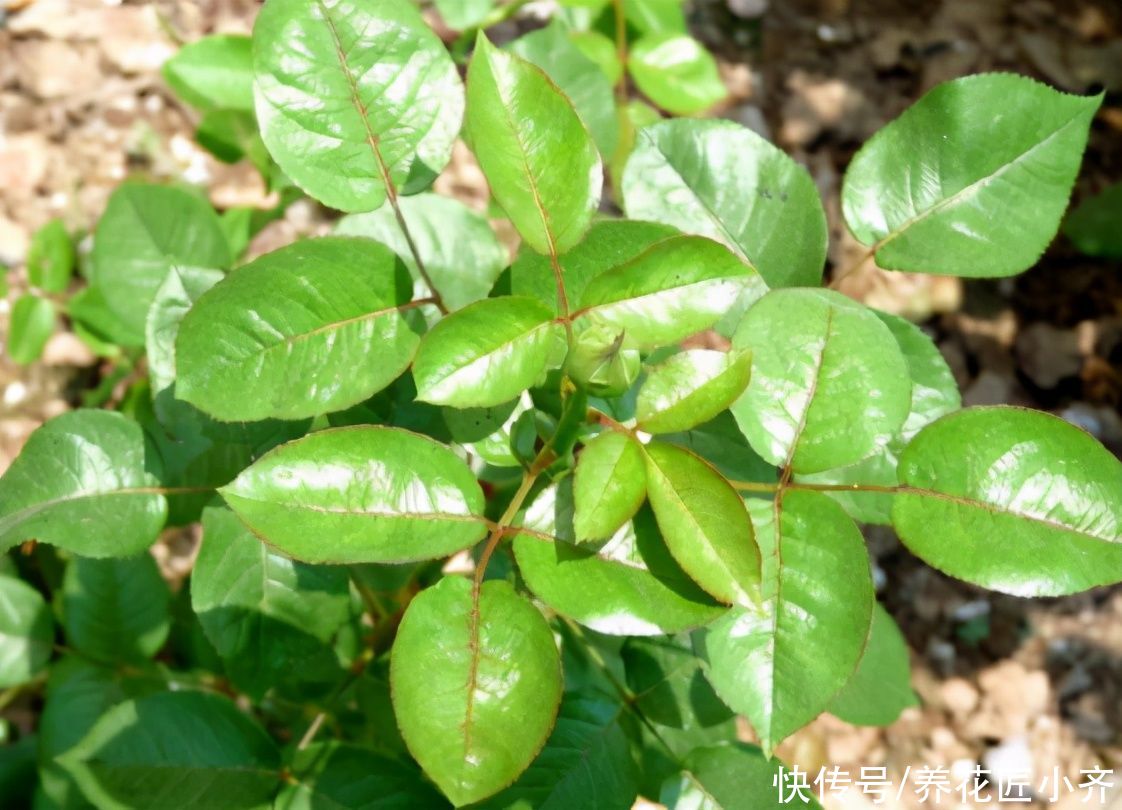 养花最“坑人”的妙招,老花匠都不敢用,养花新手千万别尝试