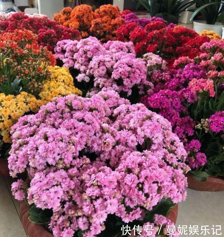 仙客来|超漂亮的4种花,好养又漂亮,开成花球,花期长达300天!