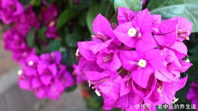 这2种花选个“枝条”，直接插盆里，养1盆活1盆，成功率真高！