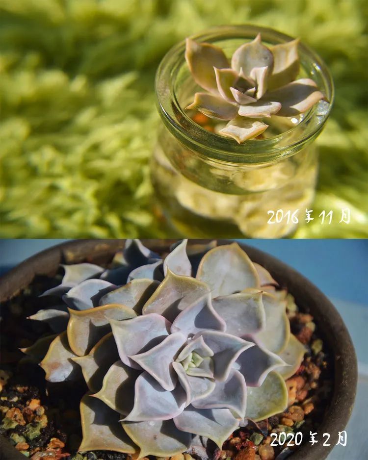 面朝大海的多肉们，在四季变迁中生生不息！