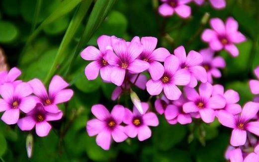 4种花很好养,天气越热开花越美,一次开花500朵