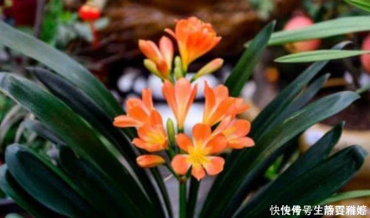 有钱人都养4种花,花大色艳,花香易打理,养在客厅美极了