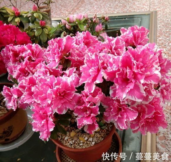 过期小药片不要丢，尤其是这3种，用来养花，生根快开花多