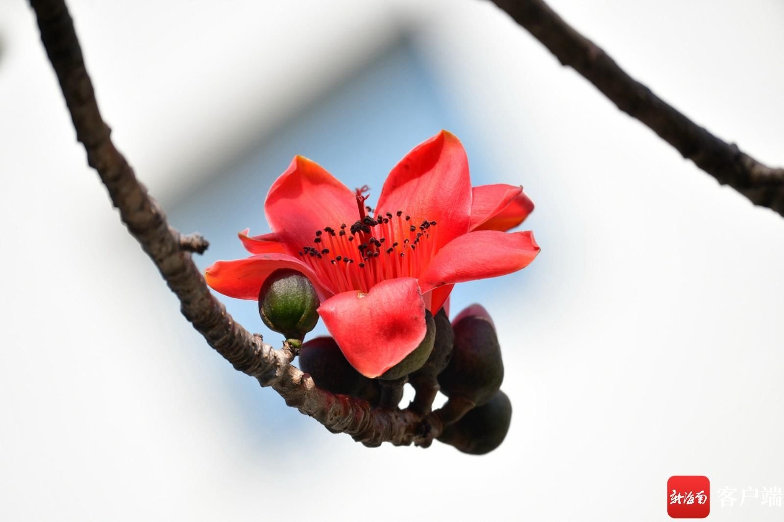 木棉花悄然开放 点缀海口街头|组图 |木棉花悄然开放 点缀海口街头\＂,\＂i12\＂:\＂组图