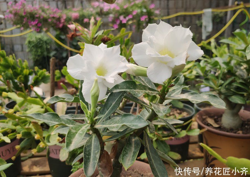 花盆|沙漠玫瑰“烂茎”不要放弃,掌握救治技巧,让它长出“八爪根”