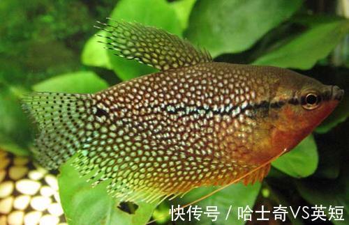 水族|对新人极其友好,十大养不死的观赏鱼