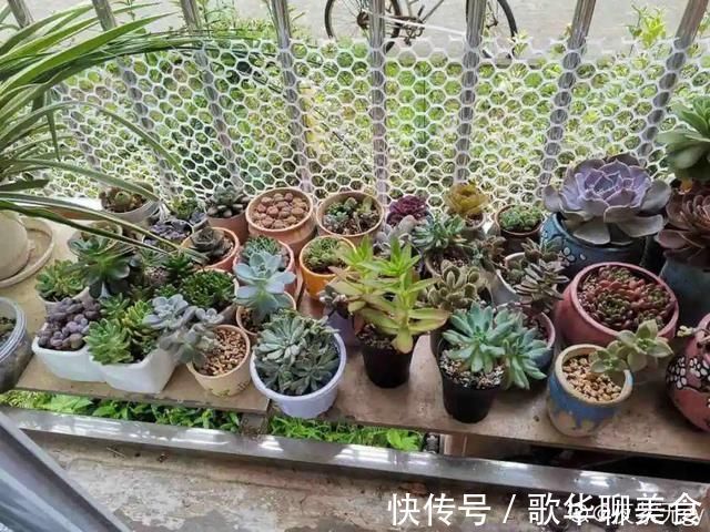 夏天养花,这个地方千万别摆,否则3天死翘翘