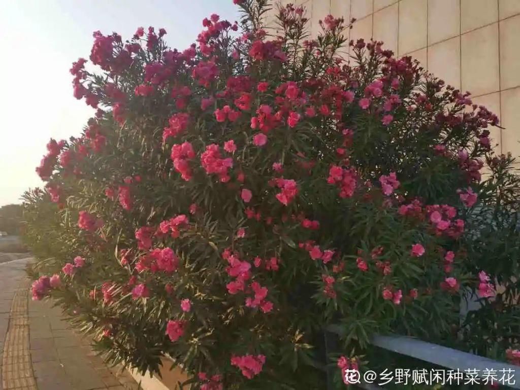 1种花剧毒之花，也是环保卫士，真是让人又爱又恨