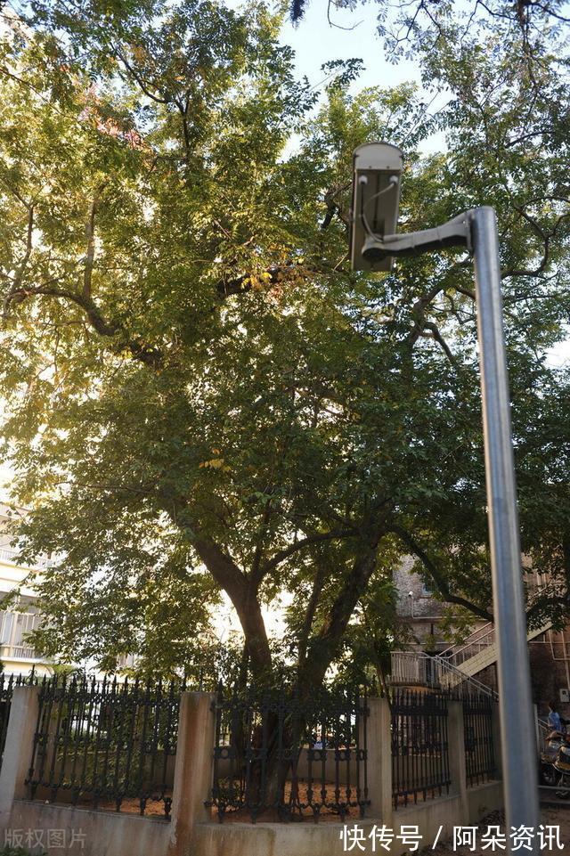 价值|院子里有空地,就种“四大名贵树”,越大价值越高