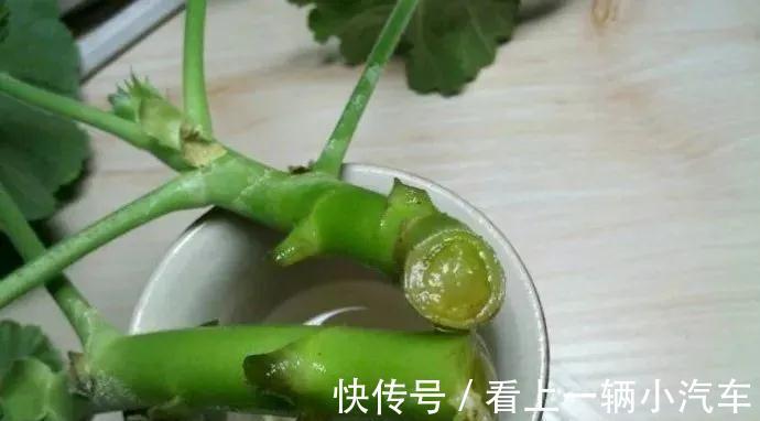 扦插|教你3招,天竺葵一插就活,迅速生根,越长越旺