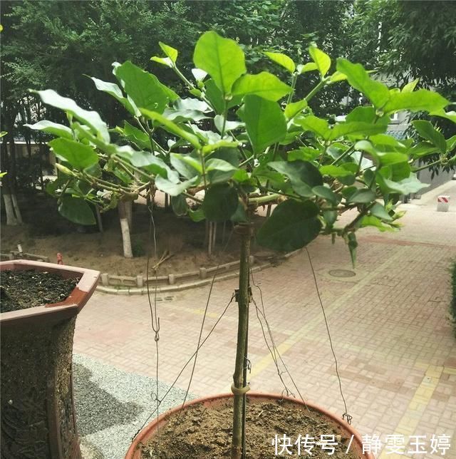 养茉莉花，剪几刀，拉个枝，茉莉新芽呼呼窜，花开满树，又多又香