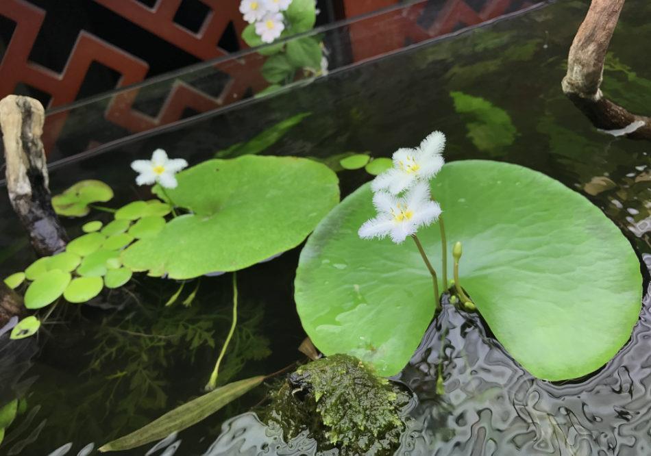 喝水|7种花，夏天太能“喝水”，一天浇一遍，10天爆满花