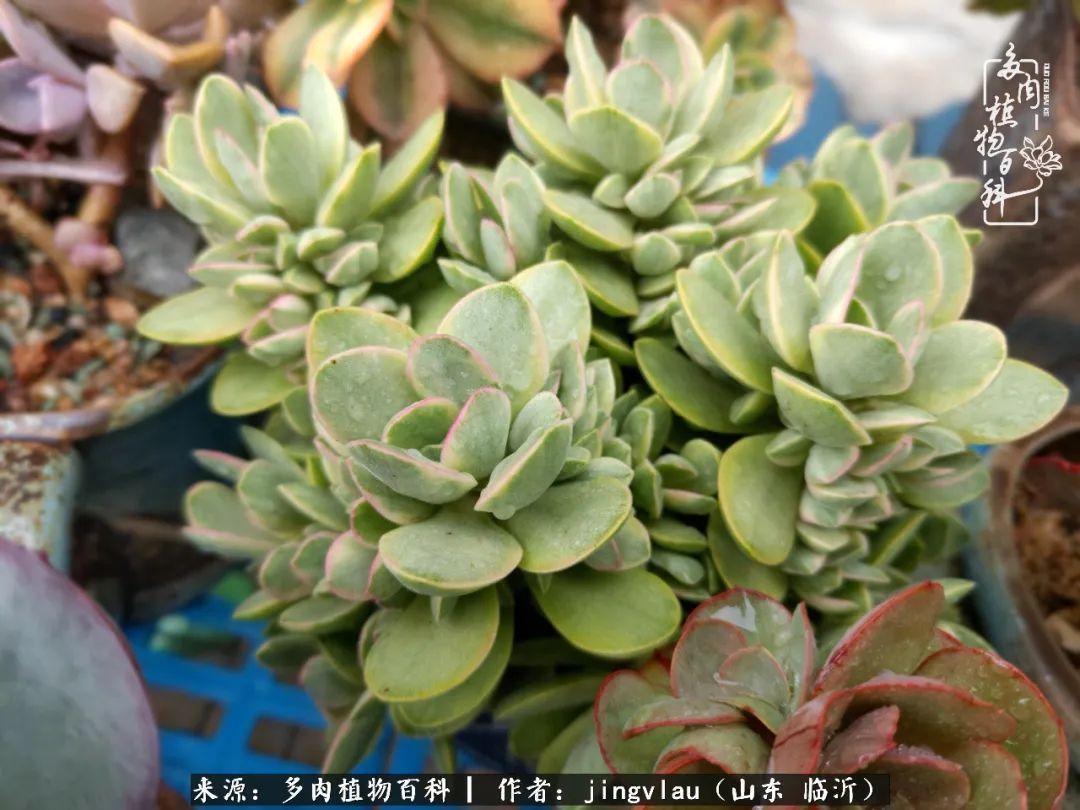 花月|多肉露养度夏,没遮阳没遮雨,有惊无险!