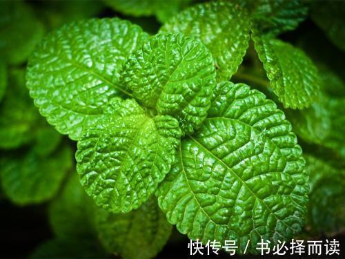养肝|女性养肝就是抗衰老，3种野菜，养肝护肝，美容佳品，不妨多试试