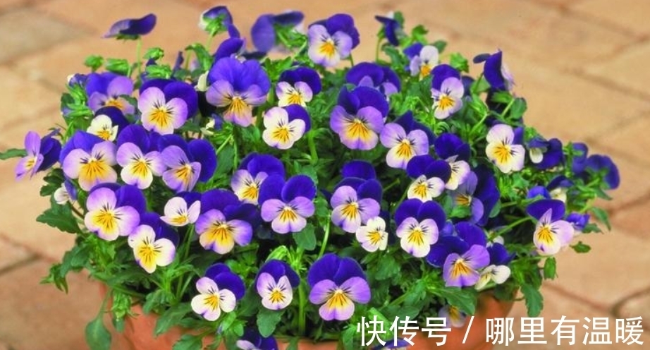 6种漂亮的花,吊着养最合适,能够开成“花球”,太美了