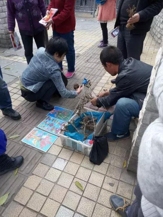 4种花再好看也别买，养不活不值钱，还惹一肚子气！