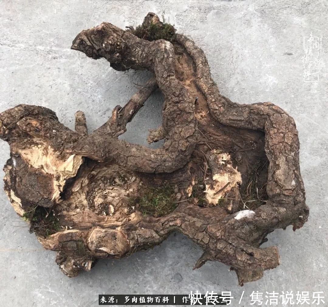 多肉遇上枯木木花盆，姑娘自己造！