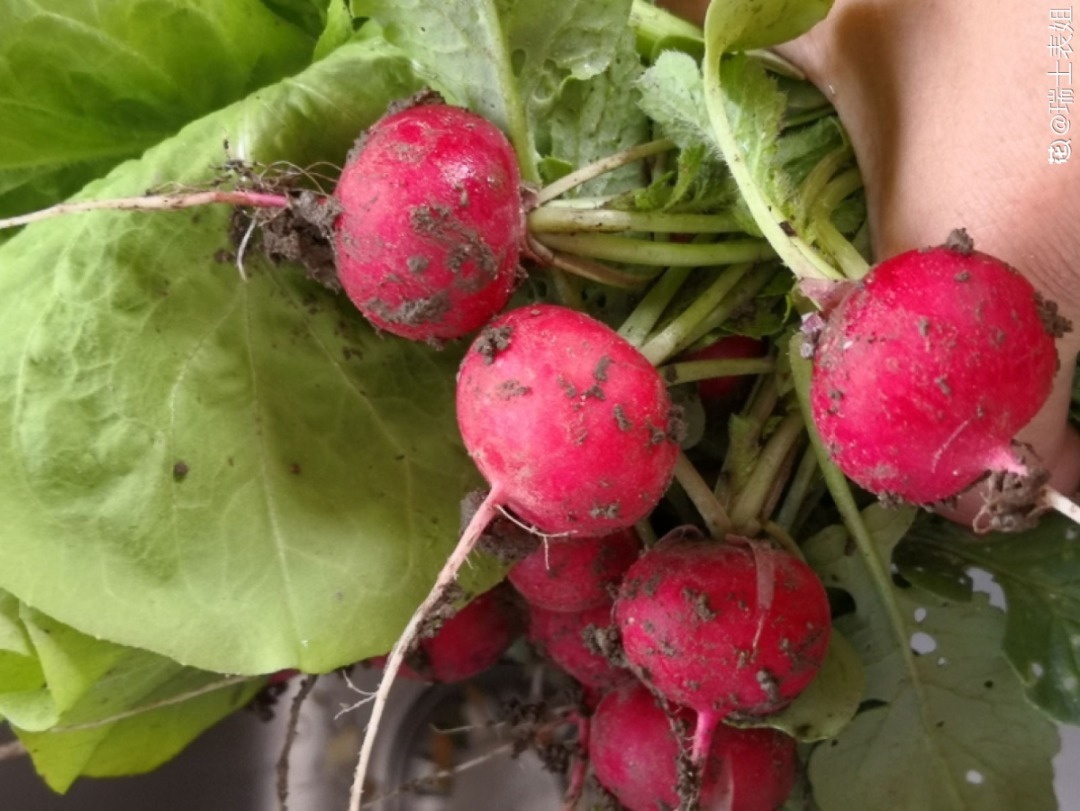 阳台养这10种菜,长得快、结果多,全家都够吃!