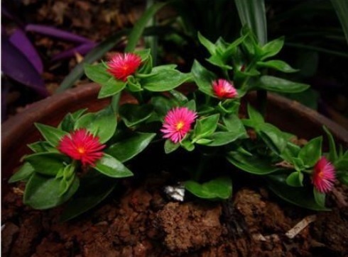 随便插个枝就能养活的几种花卉，不用管就能爆盆，简单又好养