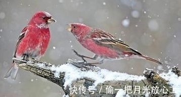 冷知识|20个冷知识,让人难以相信,原来真的有在空气就能存活的植物