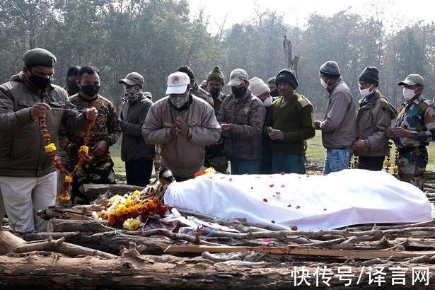 自然保护区|印度明星虎妈妈死亡，16年生育29只宝宝，曾作为迪士尼动画片原型