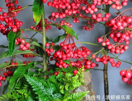 君子兰|什么富贵竹、发财树都不如养“4种”花,旺财又镇宅,越养越值钱