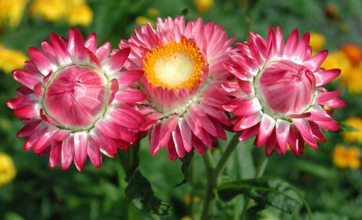 喜欢菊花，就养这几盆“菊中珍品”，百花齐放，清新脱俗！