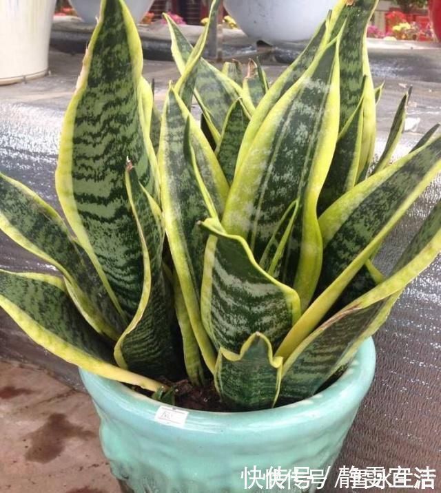 养虎皮兰,3大“死穴”别碰,一碰黄叶、烂根,没新芽