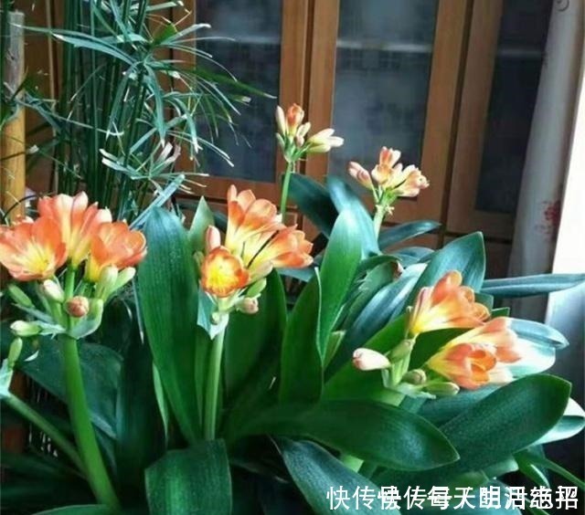 浇花|厨房1种“液体”,倒掉了可惜,殊不知是养花“钾肥”,养啥都旺!