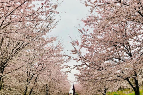 四川隔壁世界级花海，70万株樱花景观免费开放，花期只有1个月