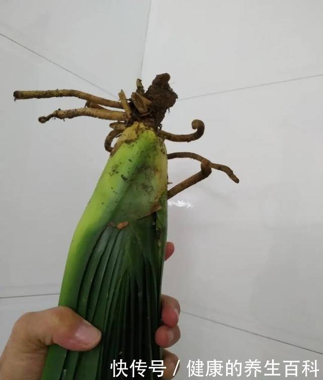 买的花总不活,秘密全在花盆里,搬起来看看才知道!